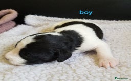 Jackapoo dogs for sale: Jackapoo puppies - Image 2