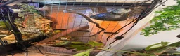 Chameleon reptiles for sale: Male chameleon  - Advert 3
