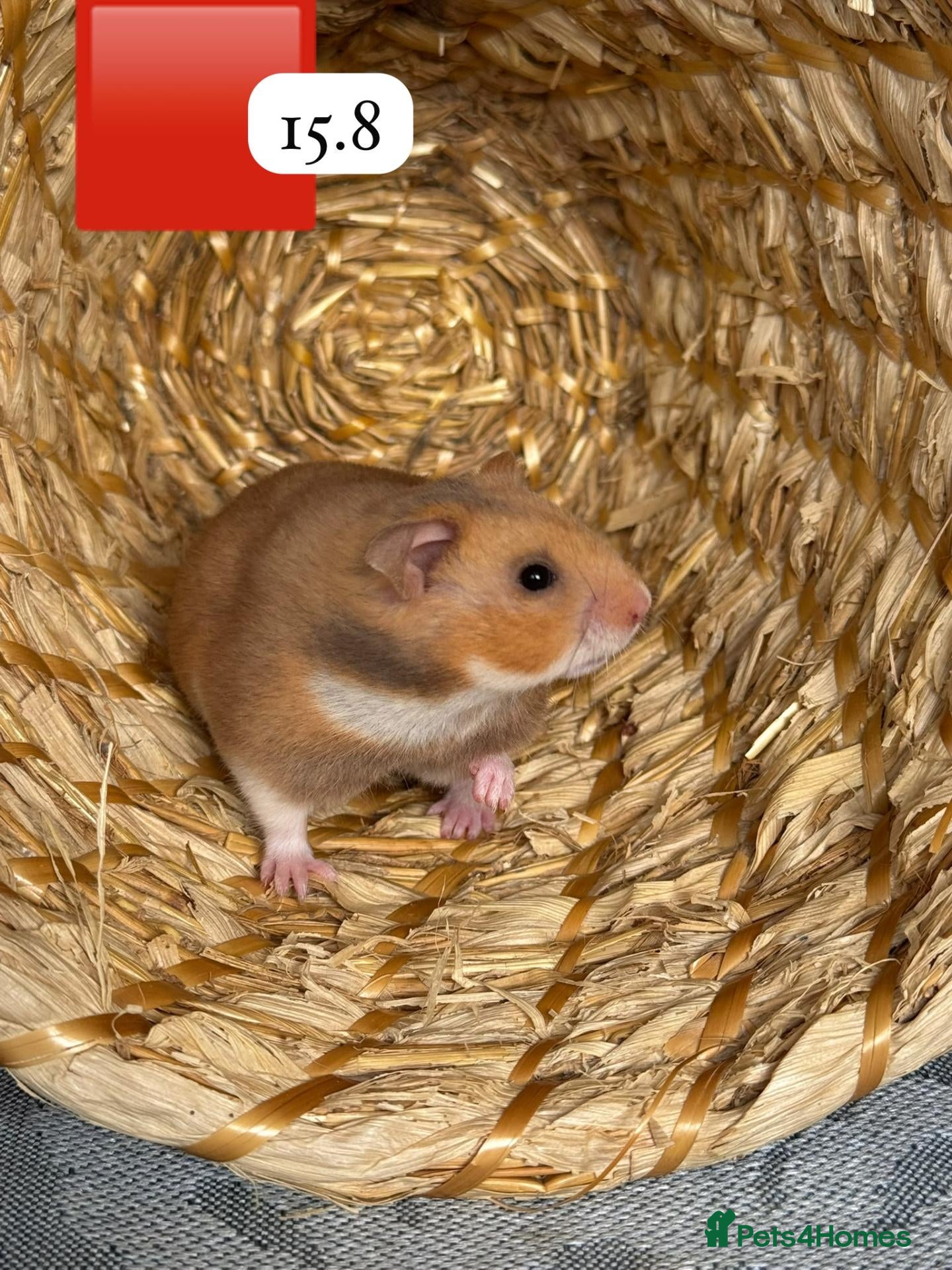 Hamster rodents Beautiful baby Syrian Hamsters Sheffield - Advert 1