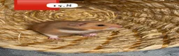 Hamster rodents for sale: Beautiful baby Syrian Hamsters Sheffield - Advert 1