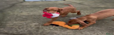 Hungarian Vizsla 4