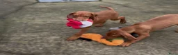 Hungarian Vizsla dogs for sale: Hungarian vizsla puppies for sale - Advert 7