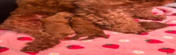 Cockapoo dogs for sale: Beautiful red puppies  - Advert 3