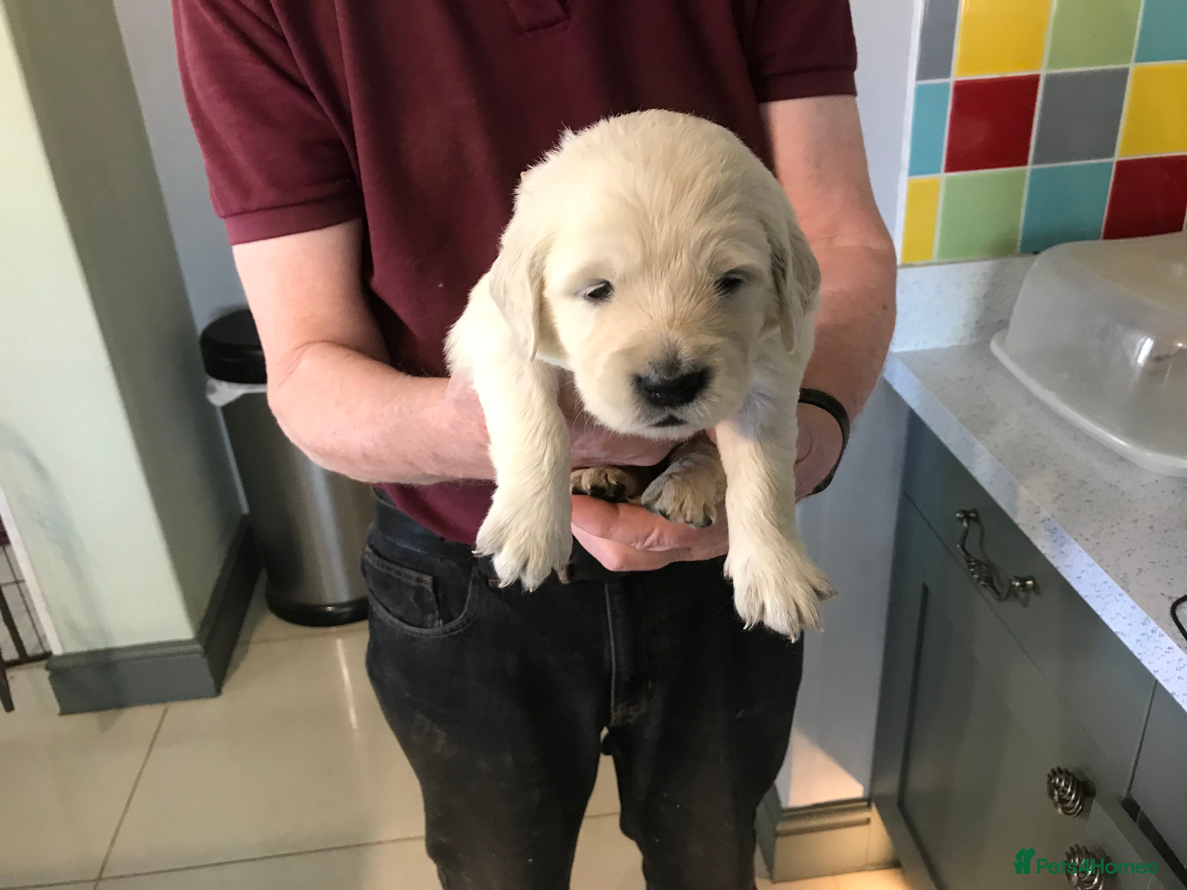 Golden Retriever dogs Kc reg beautiful boy puppies  - Advert 7