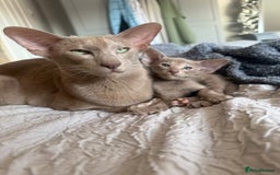 Oriental cats for sale: Gccf registered lilac girl spayed  - Image 5