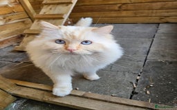 Ragdoll cats for stud: GCCF Active registered cat for stud. - Image 3
