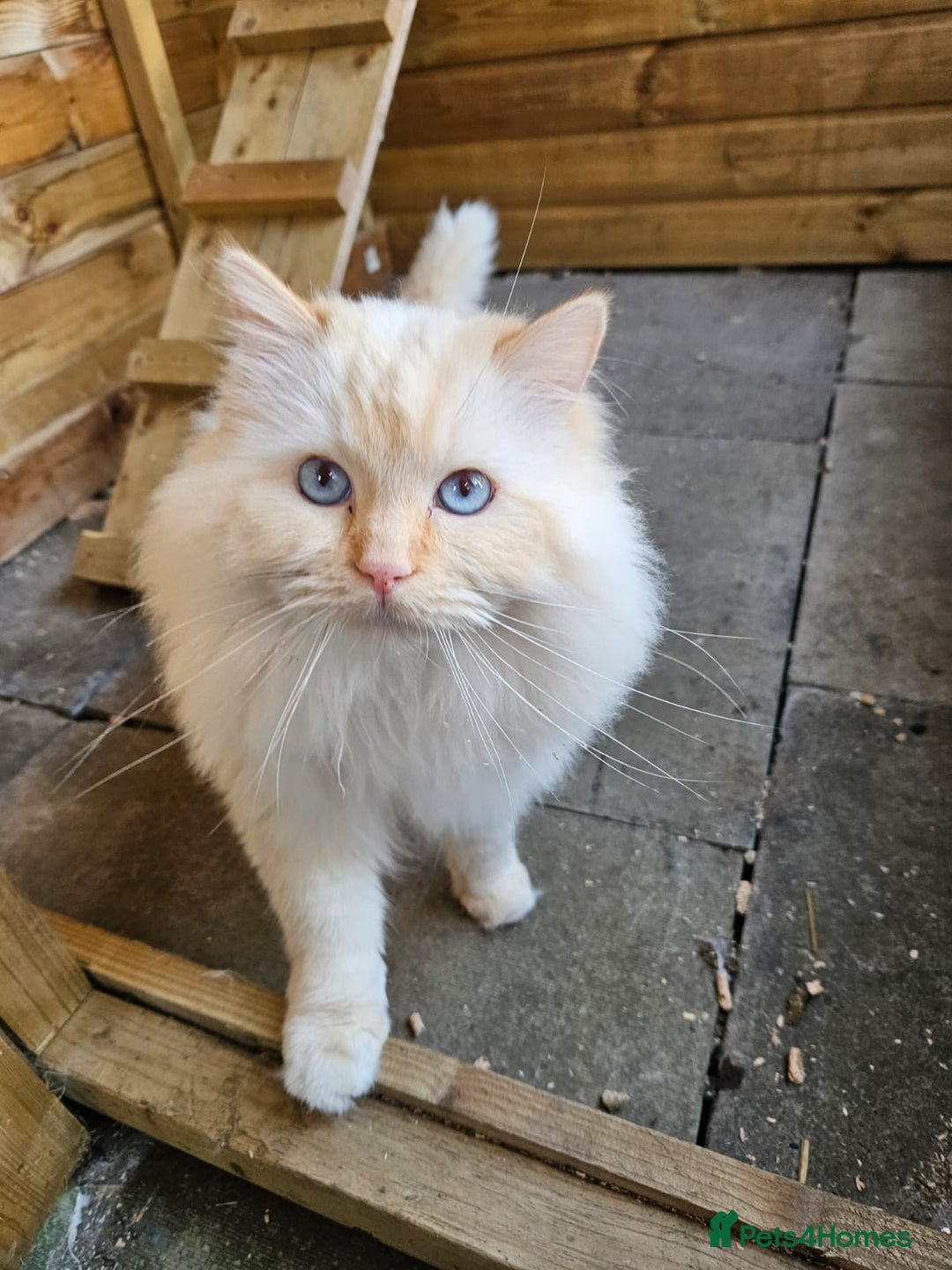Ragdoll cats for stud: GCCF Active registered cat for stud. - Image 3