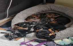 Dachshund dogs for sale: Minature dachshund puppies  - Image 13