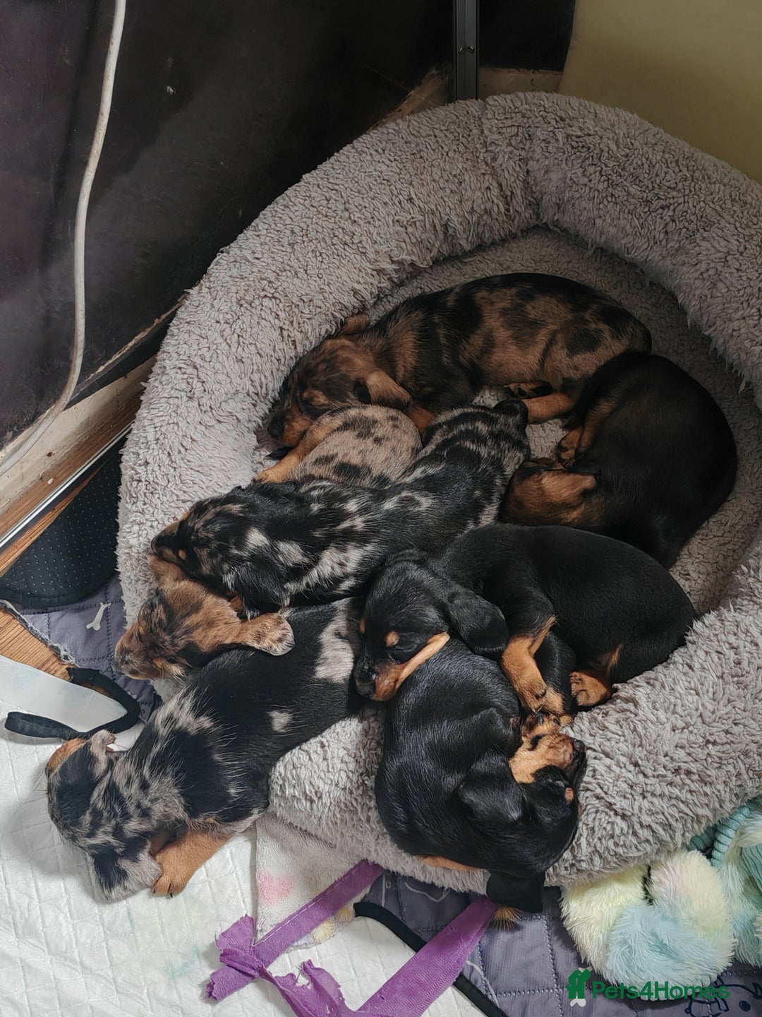 Dachshund dogs for sale: Minature dachshund puppies  - Image 13