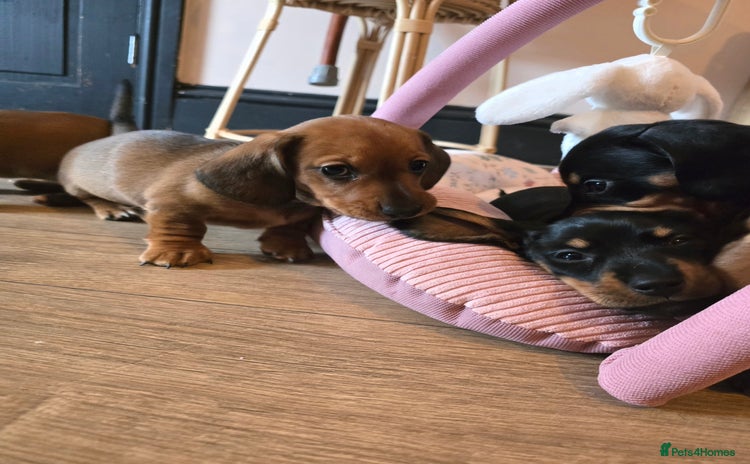 Miniature Dachshund dogs Miniature Dachshunds Seeking Forever Homes 3 LEFT - Advert 1