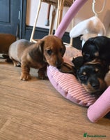 Miniature Dachshund dogs Miniature Dachshunds Seeking Forever Homes 3 LEFT - Advert 4