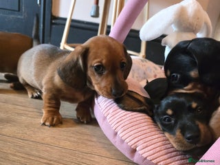 Miniature Dachshund dogs Miniature Dachshunds Seeking Forever Homes 3 LEFT - Advert 4
