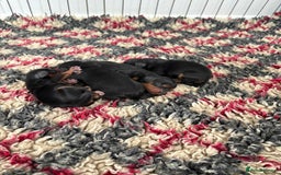 Cavalier King Charles Spaniel dogs for stud: Fully health tested Chocolate&Tan Cavalier  Stud in Havant - Image 8