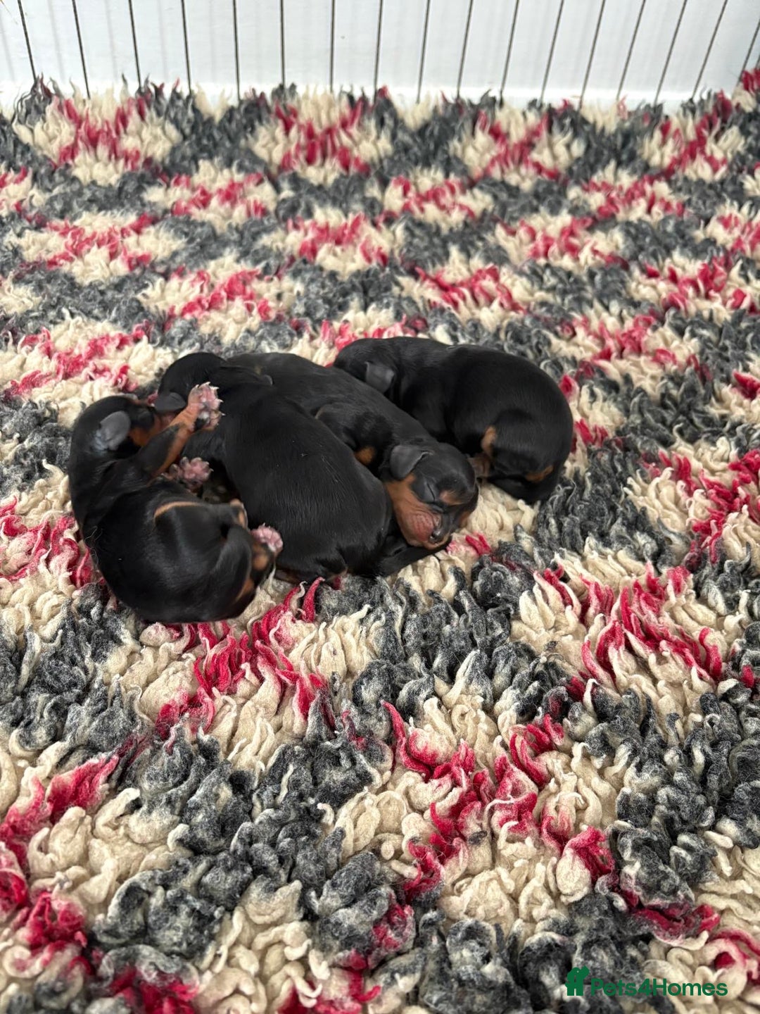 Cavalier King Charles Spaniel dogs for stud: Fully health tested Chocolate&Tan Cavalier  Stud in Havant - Image 8