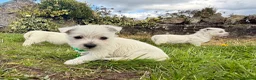 West Highland Terrier dogs for sale: Quality KC registered West Highland Terrier Pups - Advert 11