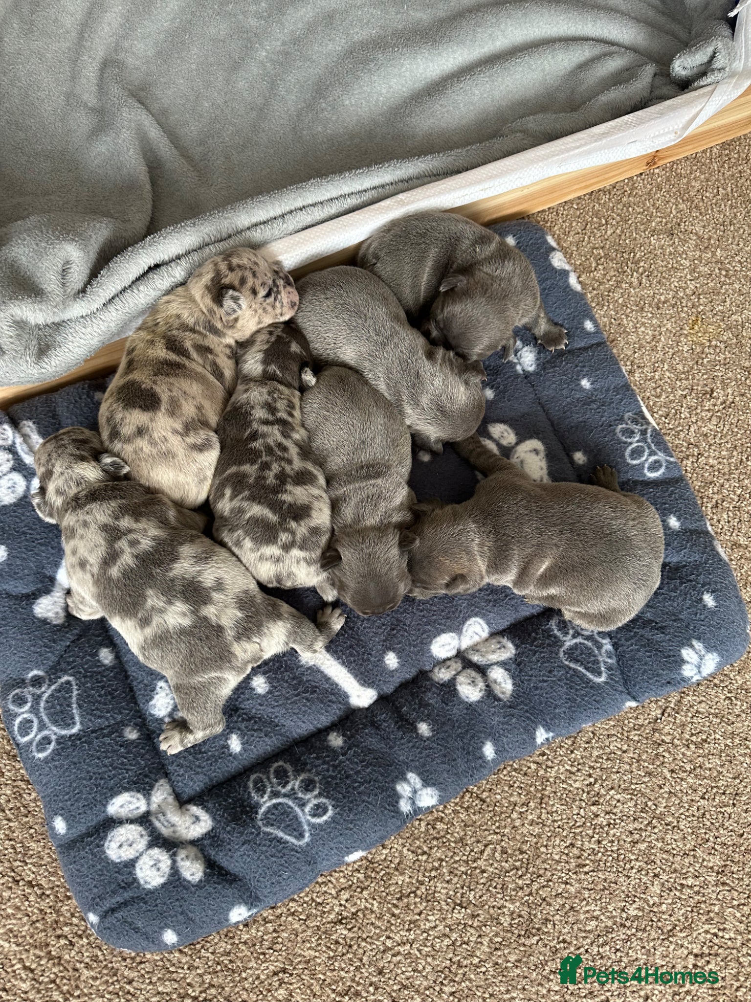 French Bulldog dogs French Bulldog Puppies - Advert 8