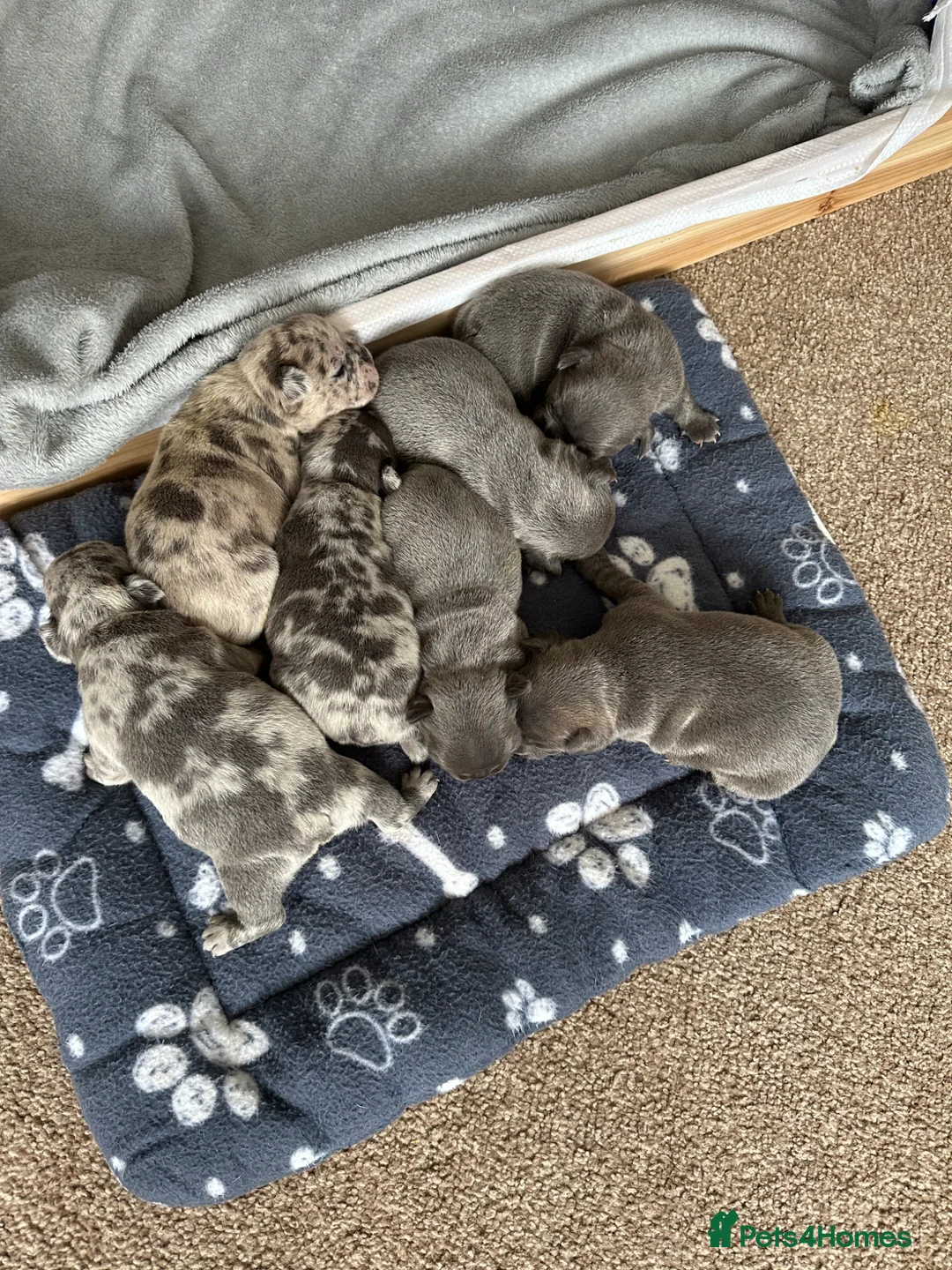 French Bulldog dogs for sale: French Bulldog Puppies - Advert 1