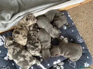 French Bulldog dogs French Bulldog Puppies - Advert 8