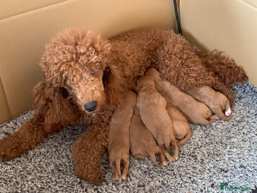 Cavapoo dogs for sale: Lovely home reared Cavapoos for sale - Advert 2