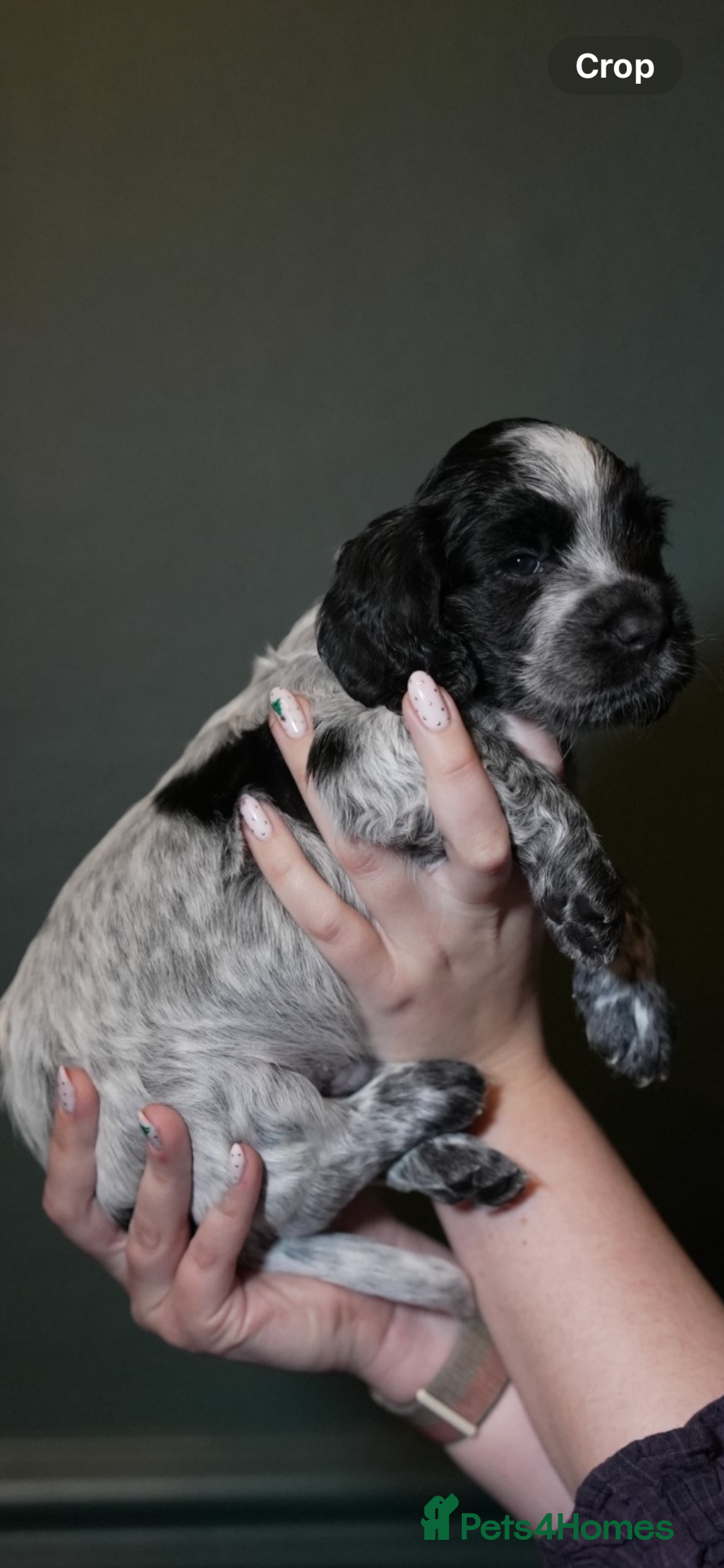 Cocker Spaniel dogs for sale: KC Registered Working Cocker Spaniel Puppies  - Advert 17