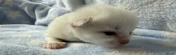 Ragdoll cats for sale: Stunning Ragdoll kittens Blue & Lilac Mitted boys  - Advert 13