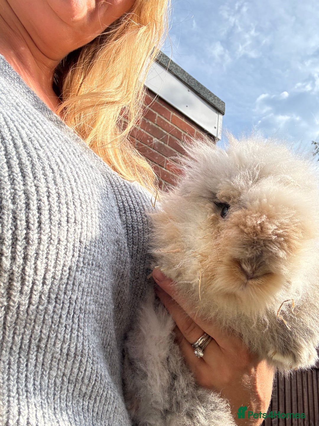 Lionhead rabbits for sale: Pablo - Image 1