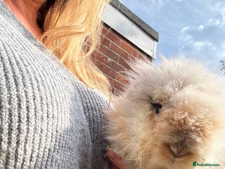 Lionhead rabbits - Advert 15