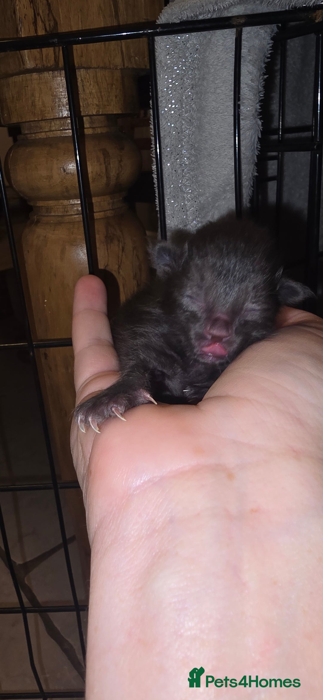 Siamese cats for sale: Siamese X British short hair  - Image 8