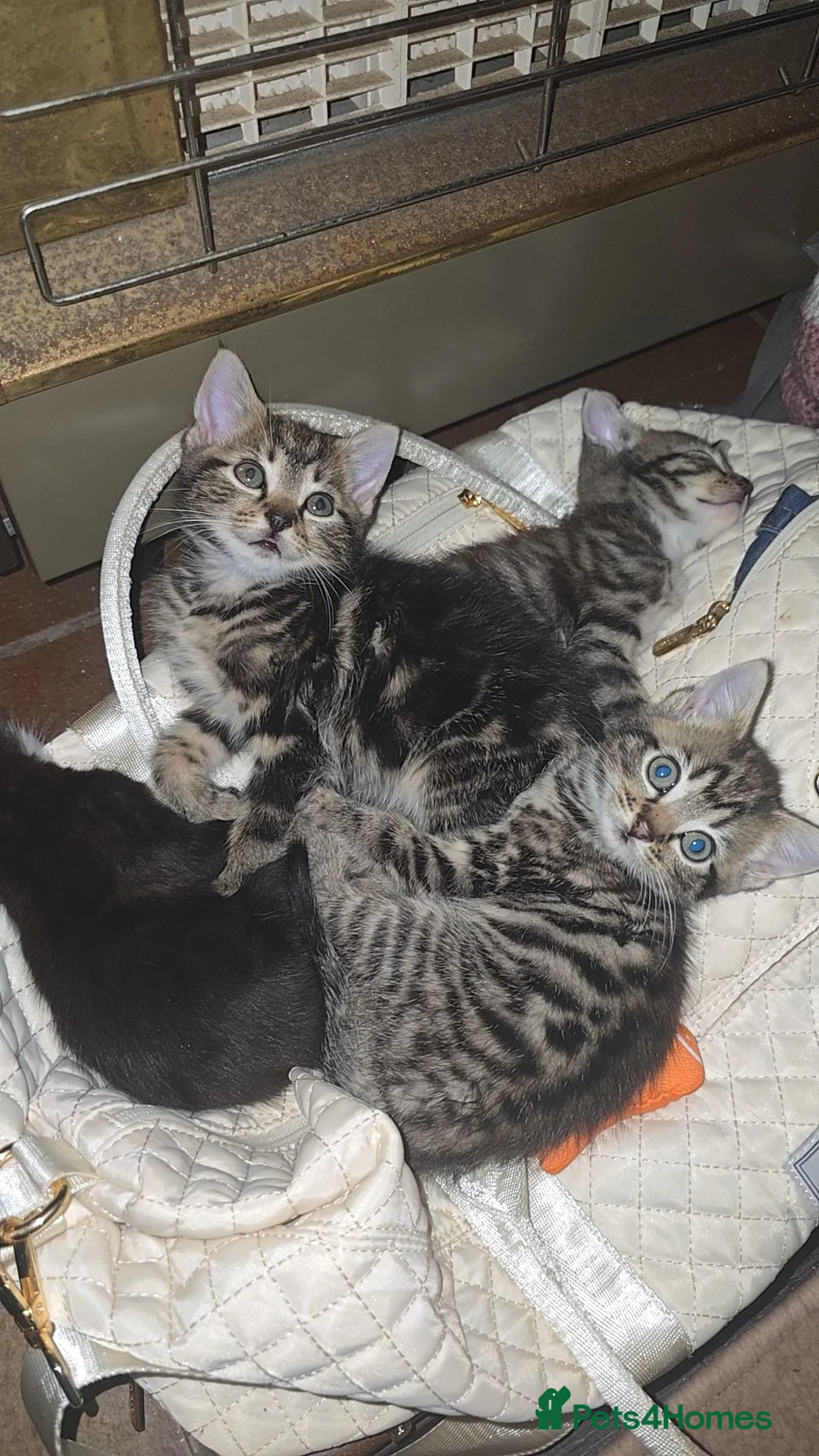 British Longhair cats for sale: Kittens - Advert 1