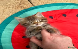Ragdoll cats for sale: RARE full RAGDOLL BABYS  - Image 21