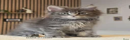 Maine Coon cats for sale: Maine coon kittens - Advert 14