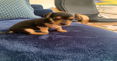 Mixed Breed dogs - Advert 9