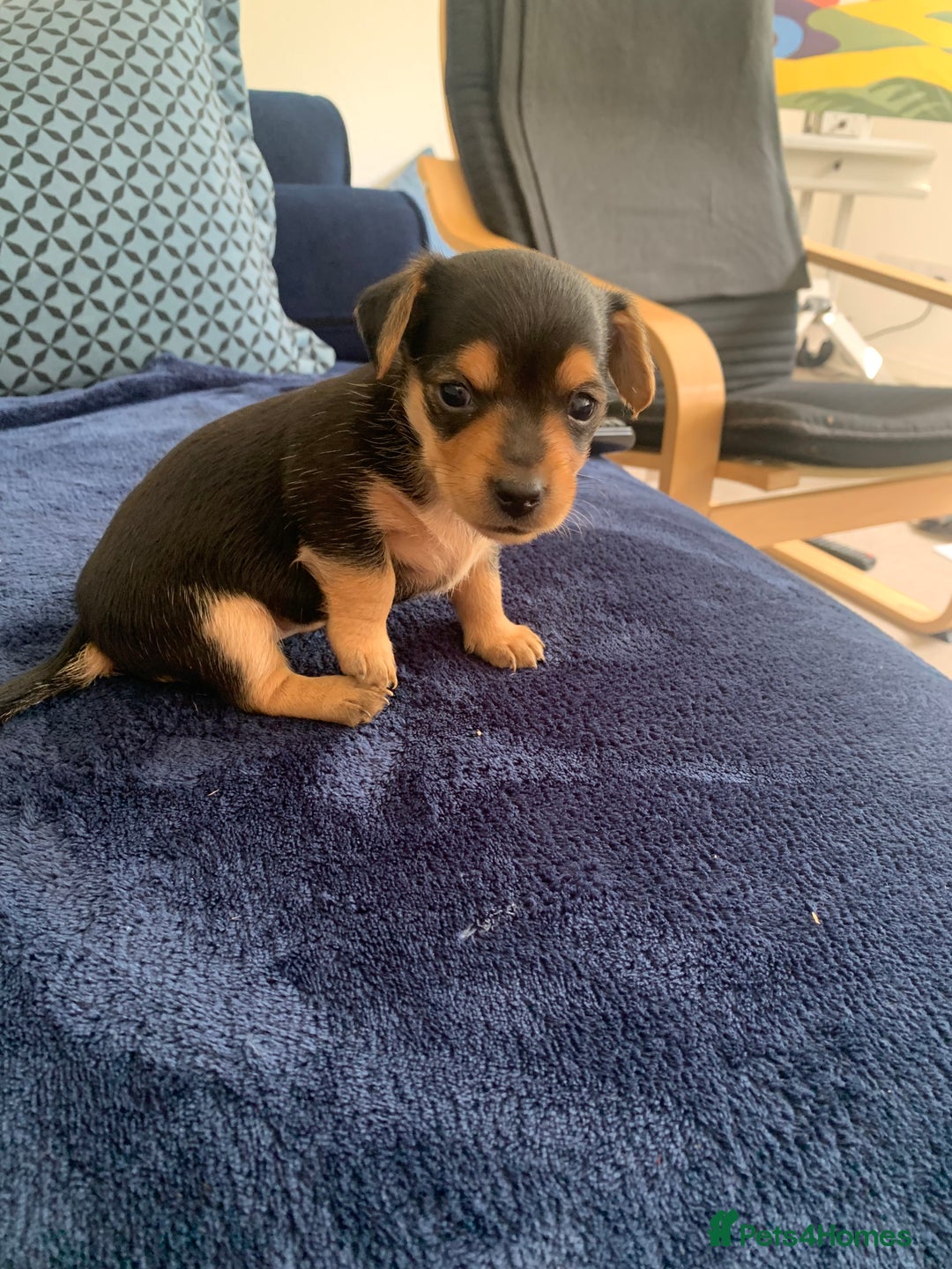 Mixed Breed dogs for sale: Miniature Dacshund/Miniature Yorkie ❤️❤️❤️ - Image 12