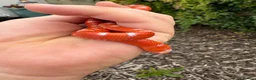 Mixed Breed reptiles for sale: Various snakes for sale - Advert 2