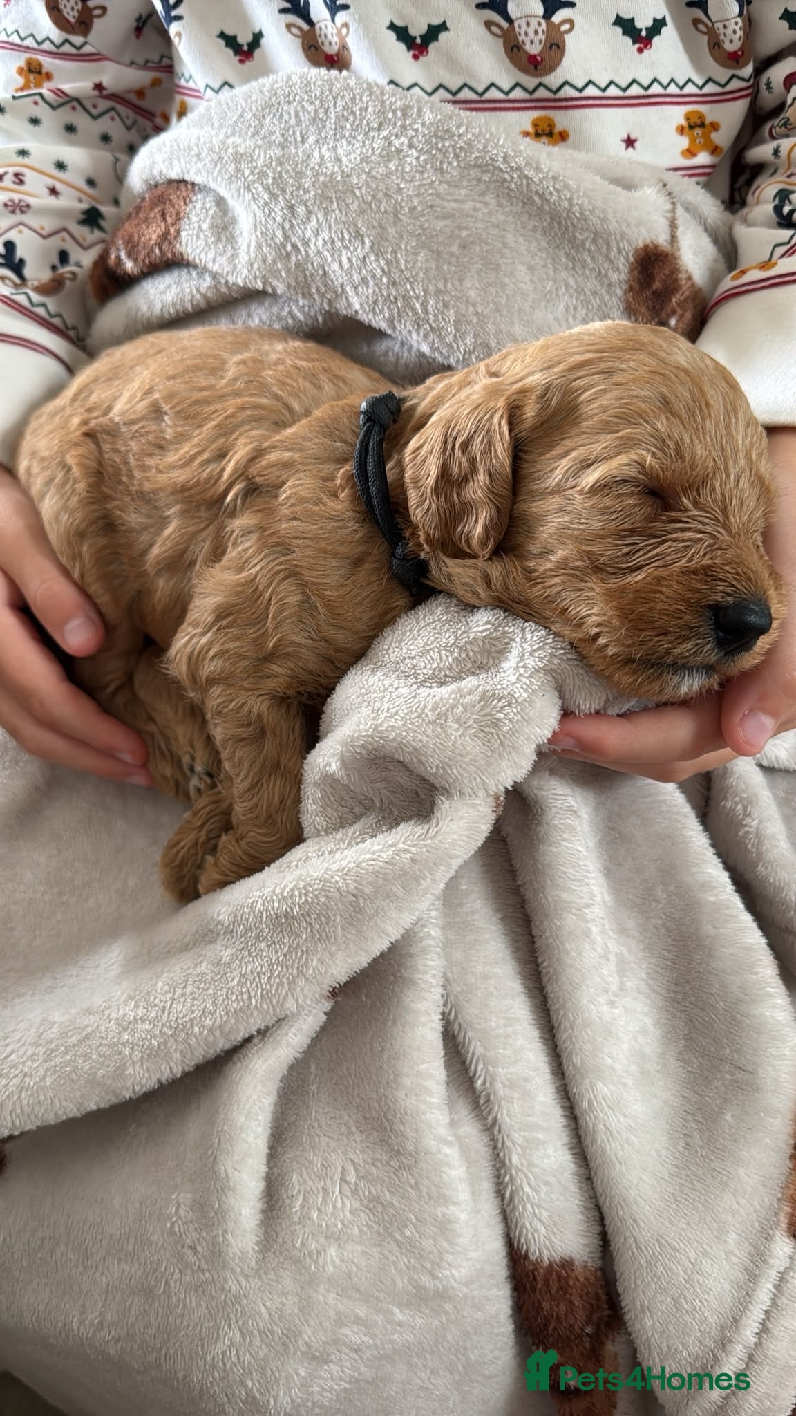 Labradoodle dogs 🐾 F1B Labradooles 🐾 5 reserved already  - Advert 1