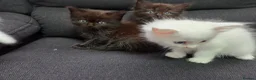 Mixed Breed cats for sale: Maine Coon x Ragdoll Kittens - Advert 25