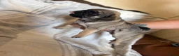 Pug dogs for sale: Pug puppies  - Advert 5