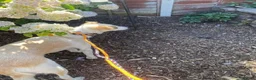 Mixed Breed dogs for adoption: Meet Elena, currently residing in Sheffield  in Sheffield - Advert 4