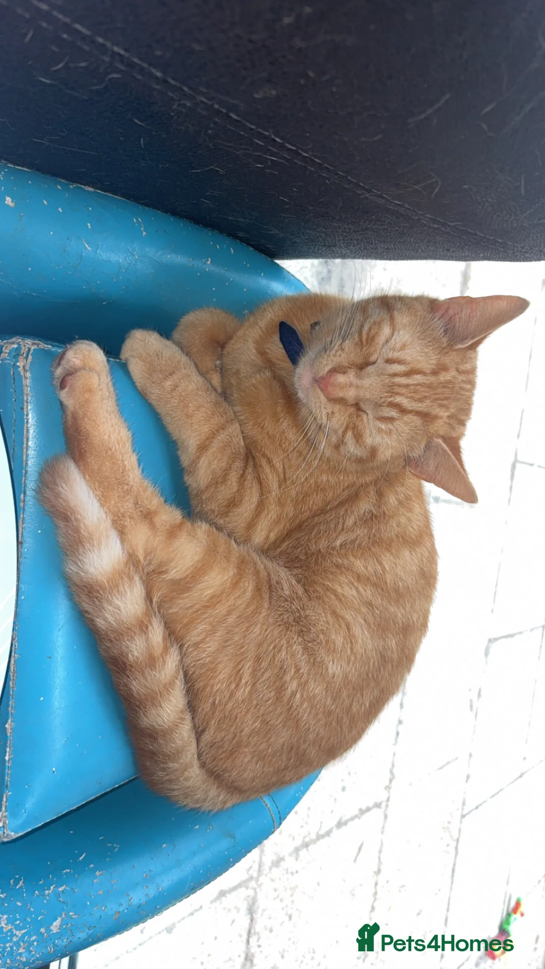 Mixed Breed cats for sale: Ginger Tom cat  in Norwich - Advert 2