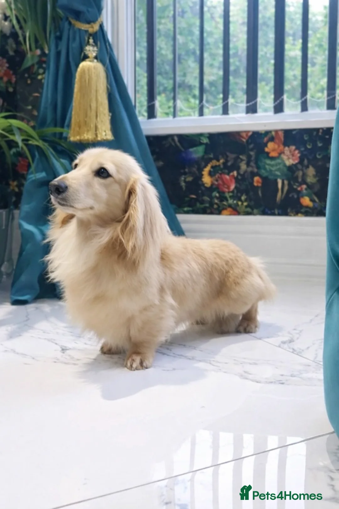 Miniature Dachshund dogs for stud: Cream Long-haired miniature Dachshund kc reg in Blackburn - Advert 1