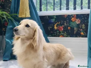 Miniature Dachshund dogs Cream Long-haired miniature Dachshund kc reg in Blackburn - Advert 5