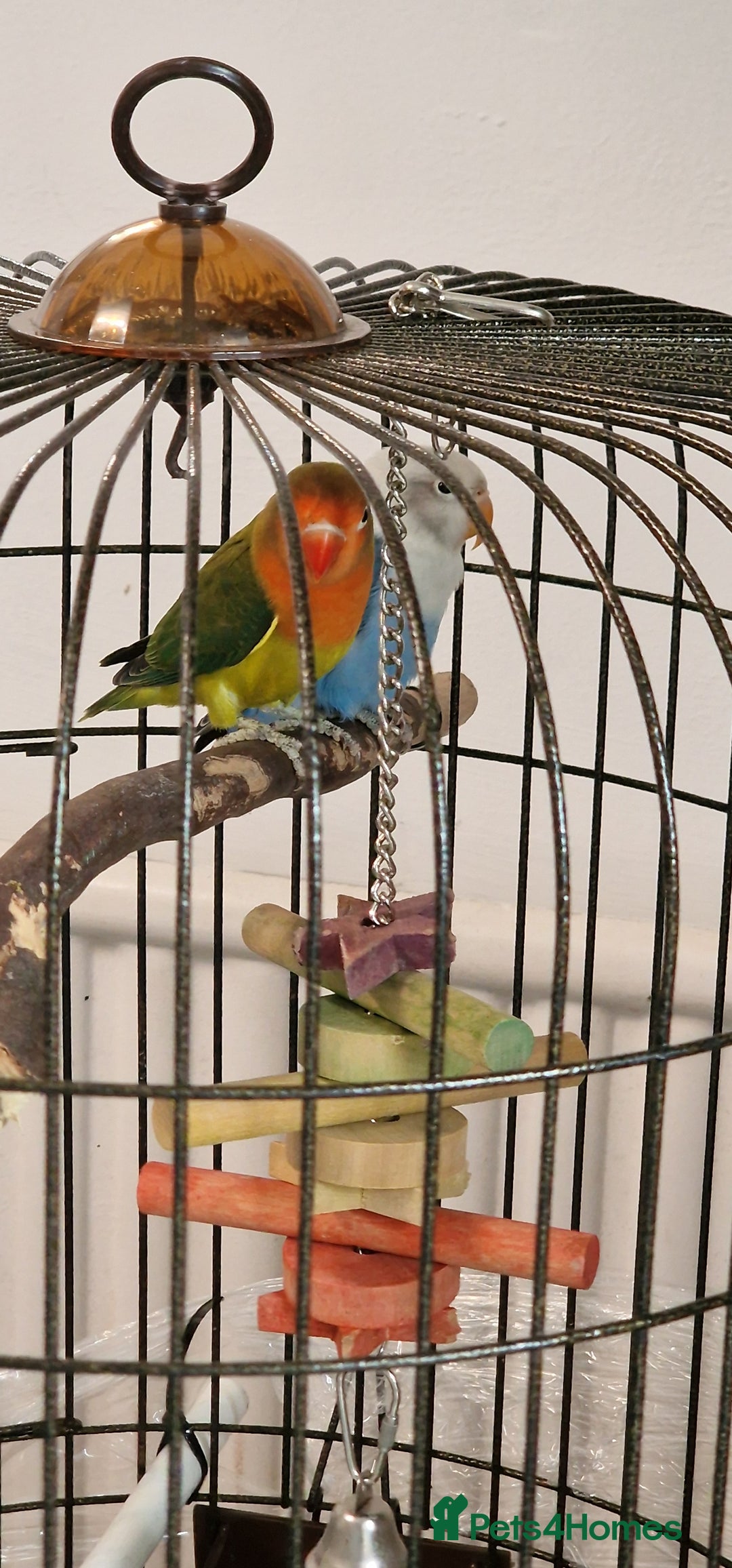 Lovebirds birds for sale: Baby lovebirds  - Advert 1