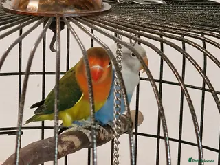 Lovebirds birds Baby lovebirds - Advert 2