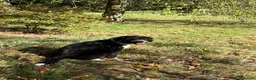Mixed Breed dogs for sale: Ted the collie poo - Advert 2