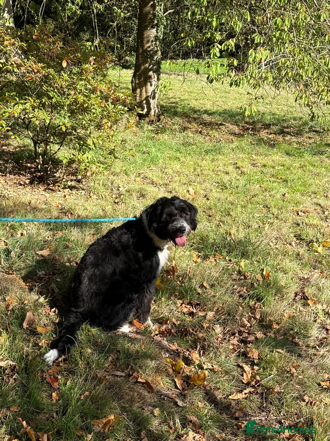 Mixed Breed dogs for sale: Ted the collie poo - Advert 2