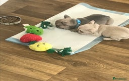 French Bulldog dogs for sale: 2 French Bulldog Puppy’s available - Image 4