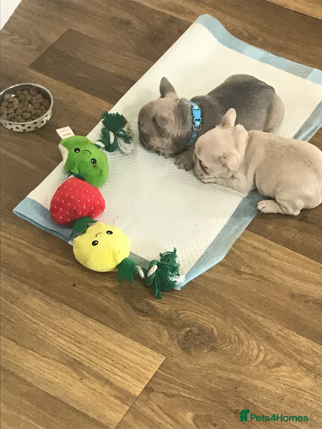 French Bulldog dogs for sale: 2 French Bulldog Puppy’s available - Image 4