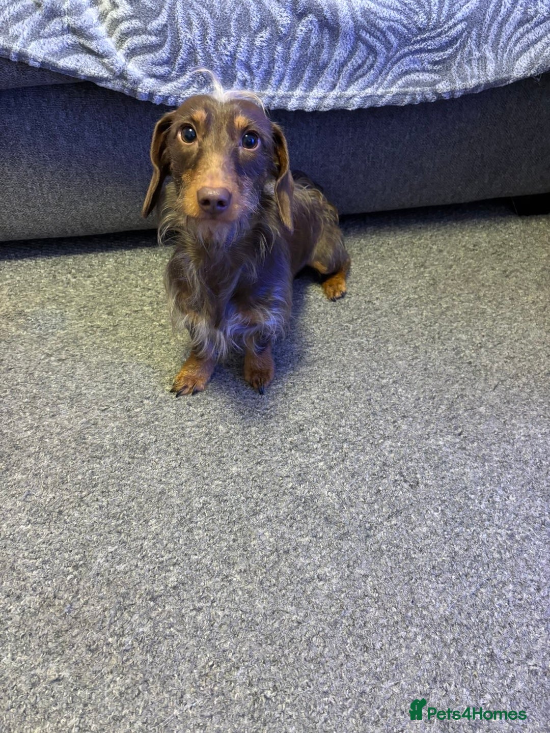 Miniature Dachshund dogs for stud: mini dachshund for stud  - Advert 5