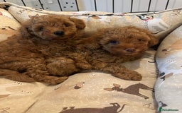 Toy Poodle dogs for sale: Beautiful red Toy Poodle Puppies  - Image 2