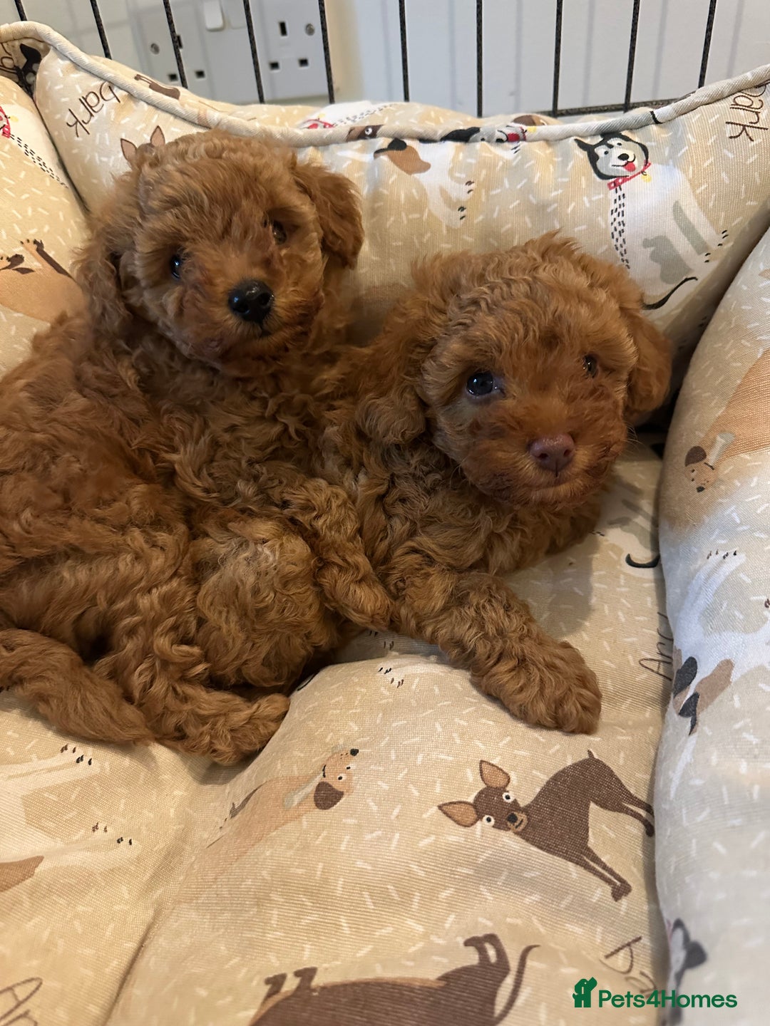 Toy Poodle dogs for sale: Beautiful red Toy Poodle Puppies  - Image 2